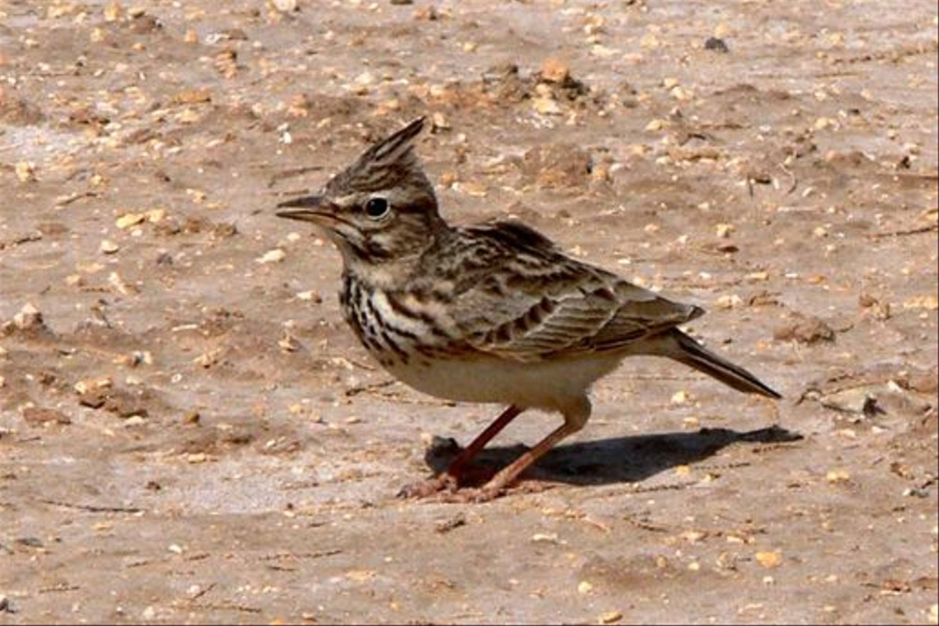Bird Watching Tours in Jordan – Best Adventure Tours with Jordan Horizons